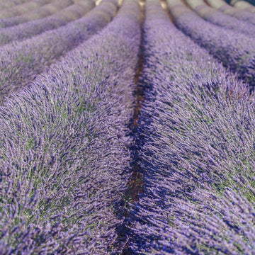 Blick ins Lavendelfeld – Charmerie